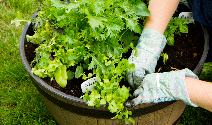Farm Cultivation