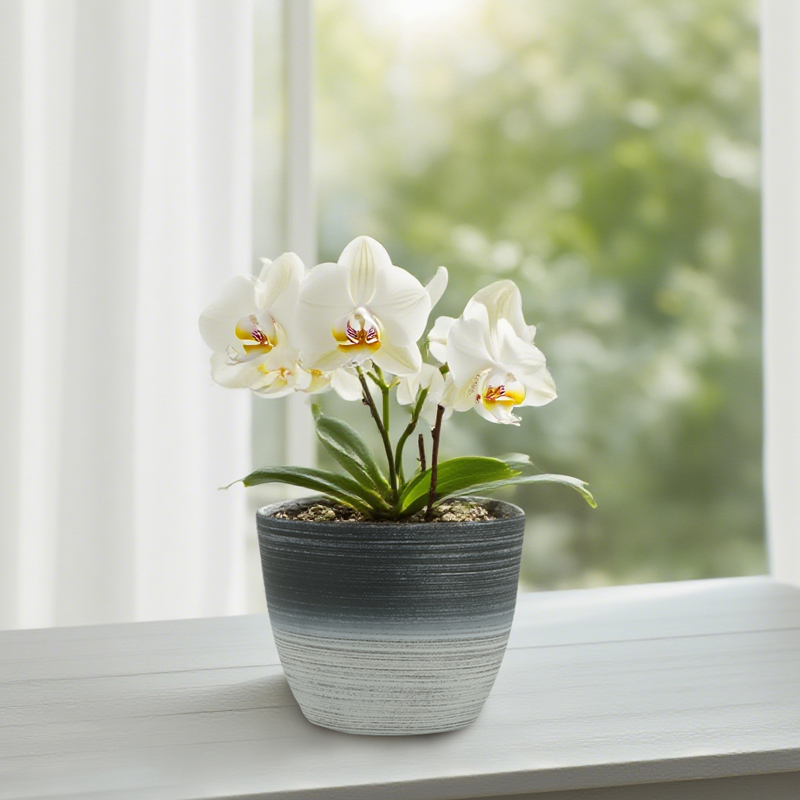 Round Sandblasting Flower Pot with Two-Color Line Drawing